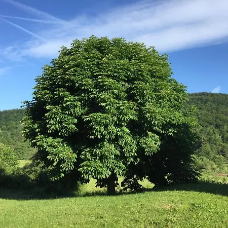 Hotel Weisses Ross Garni Bad Brückenau