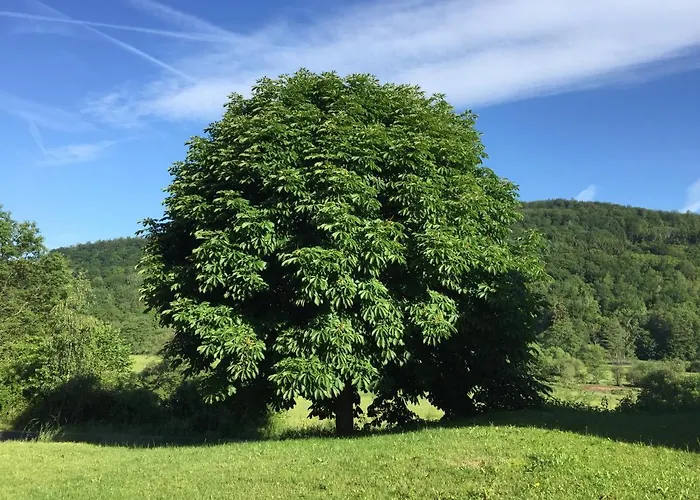 Ξενοδοχείο Weisses Ross Garni Bad Brückenau